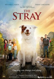 مشاهدة وتحميل فلم The Stray  اونلاين